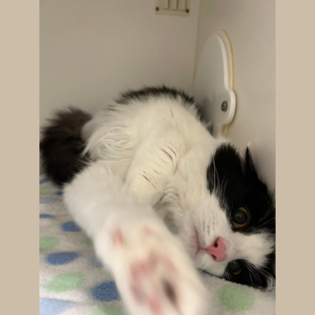 Photo of Willow