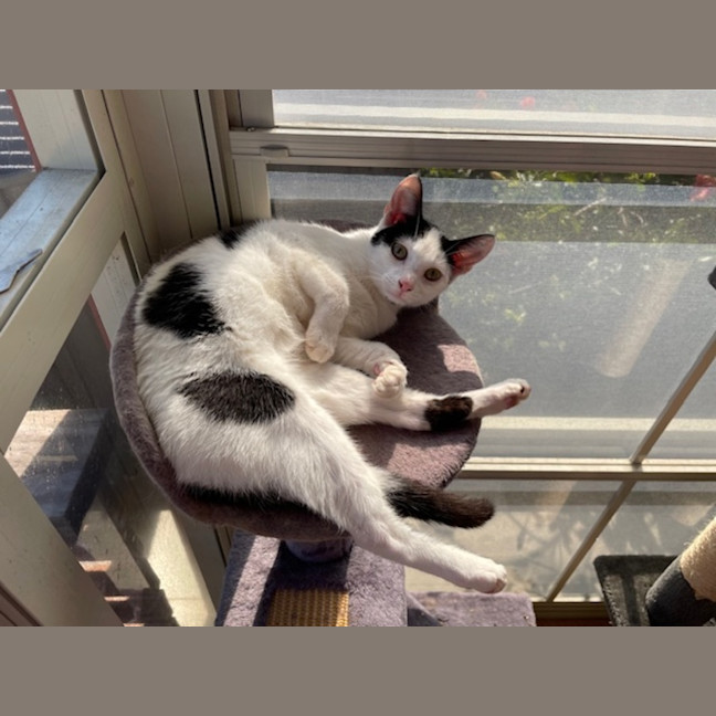 Photo of Julien   9 Month Old Domestic Short Hair