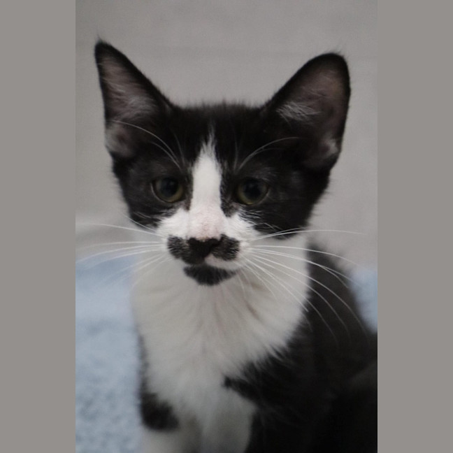 Photo of Miss Moppet