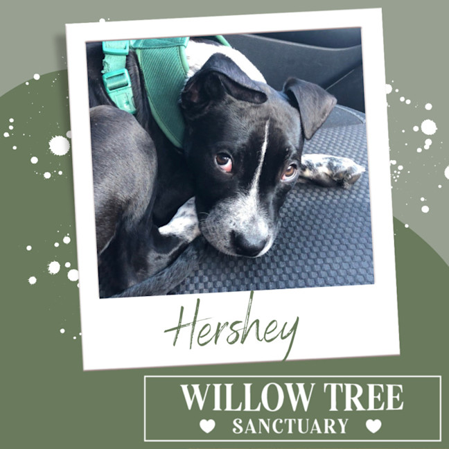 Photo of Hershey