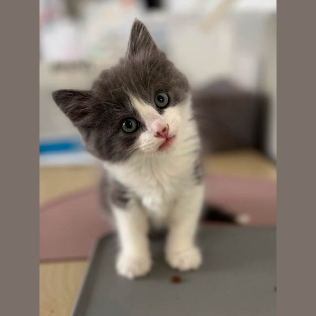 Photo of Bertie