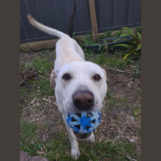 Photo of Ollie   4 Year Old Labrador X Staffy