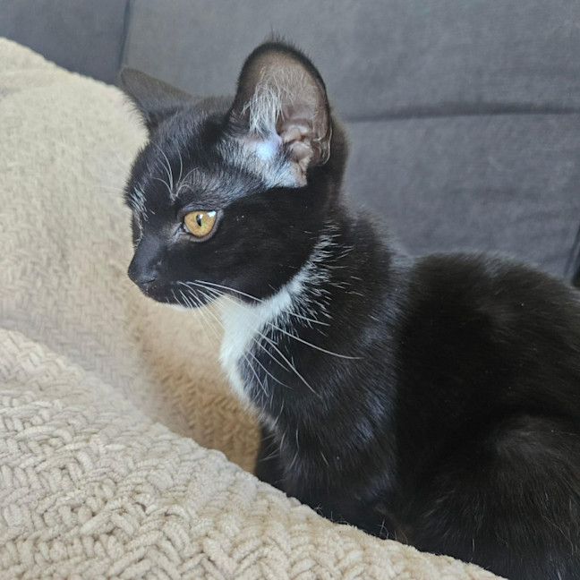 Photo of Raven