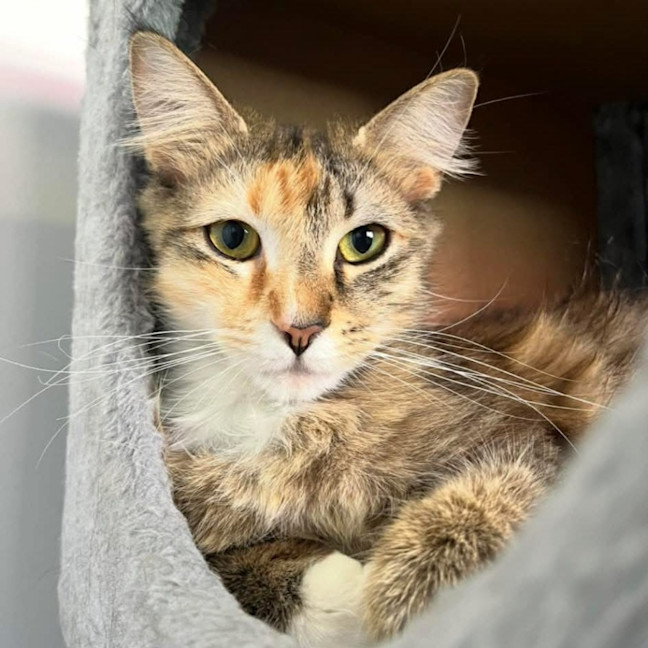 Photo of 13145   Rae