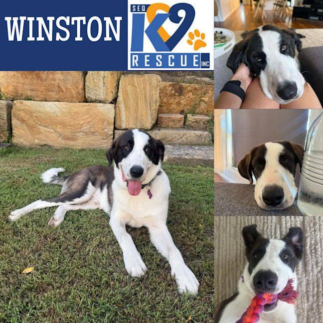 Photo of Winston