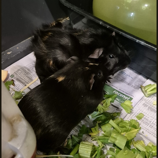 Photo of Orio (Bonded With Prince)