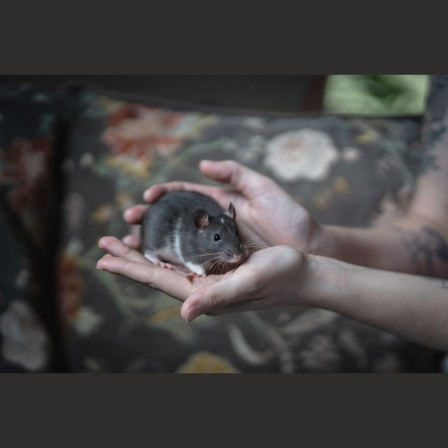 Photo of Seagull And Roach