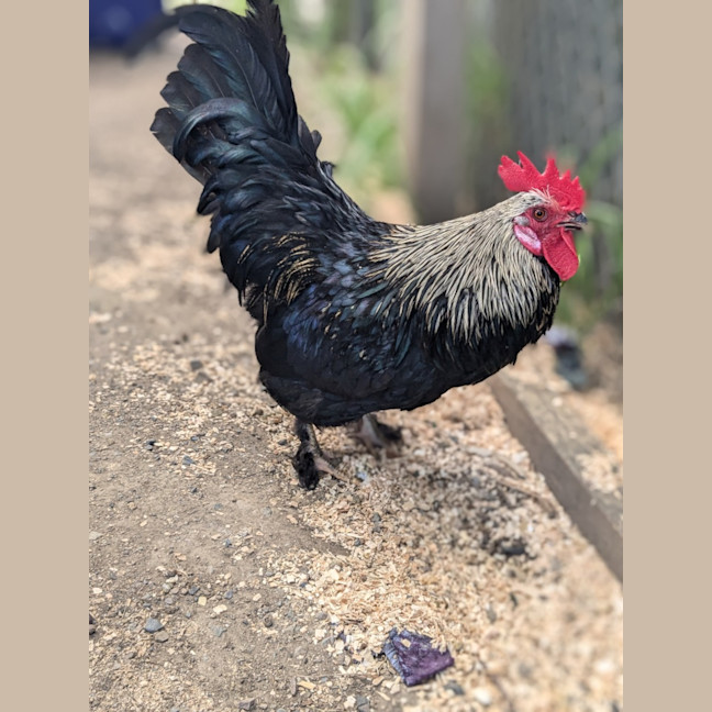Photo of 🐓 Sir Nick 5512 🐓