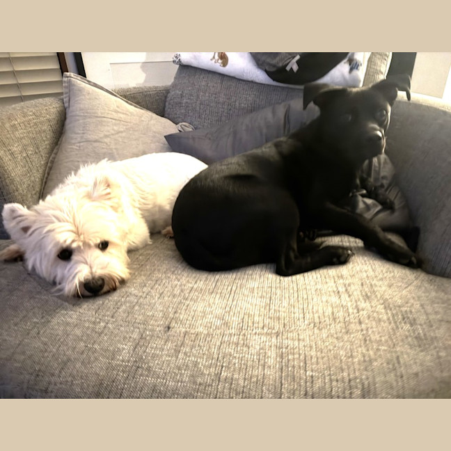 Photo of Pepper   3 Year Old Staffy X