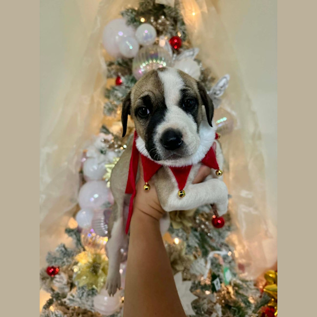 Photo of Raya