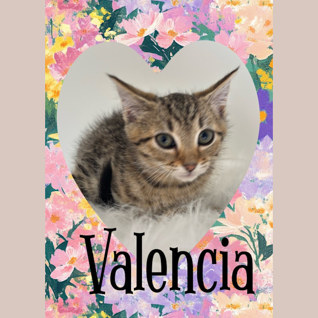 Photo of Valencia 