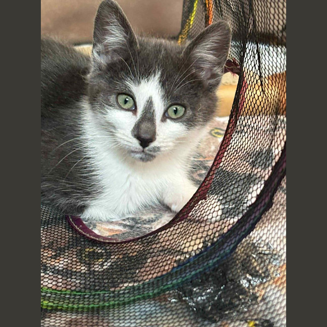 Photo of Simby**2nd Chance Cat Rescue**