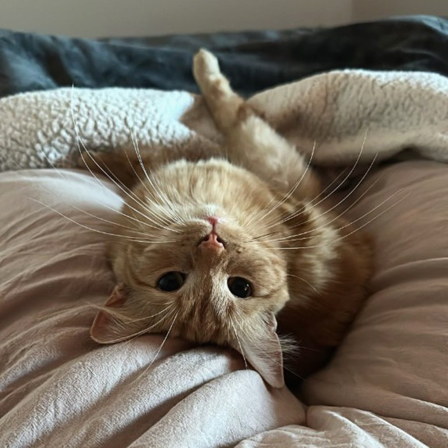 Photo of Peaches