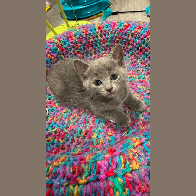 Photo of Sarafina 