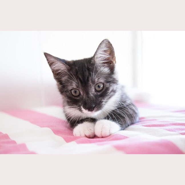 Photo of Zorro
