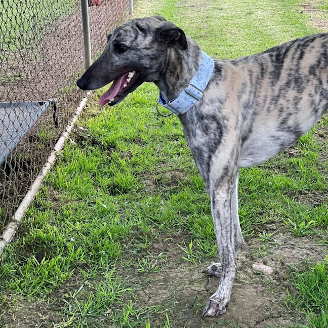 Photo of Wishbone The Greyhound