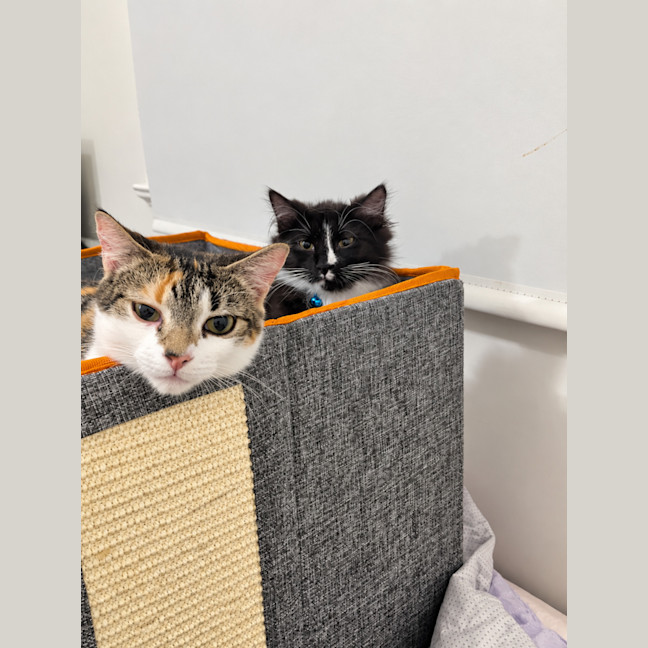Photo of Oreo & Calypso