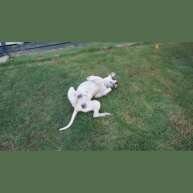 Photo of Tigger
