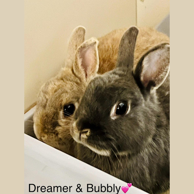 Photo of Dreamer & Bubbly