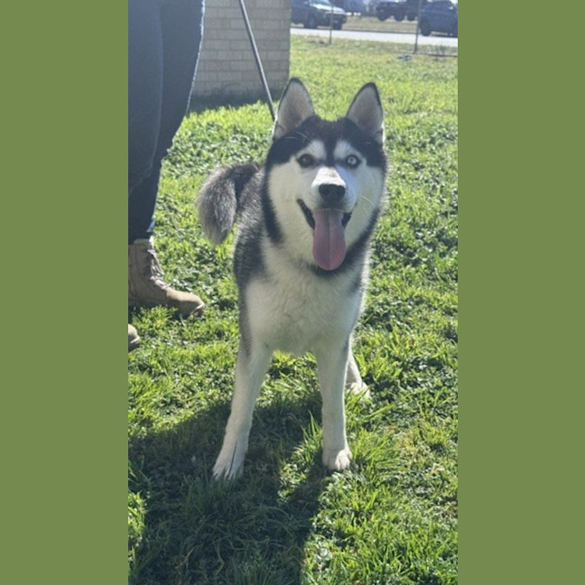 Photo of Bolt