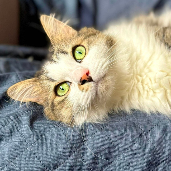 Photo of Wilson   In Foster Care In Preston