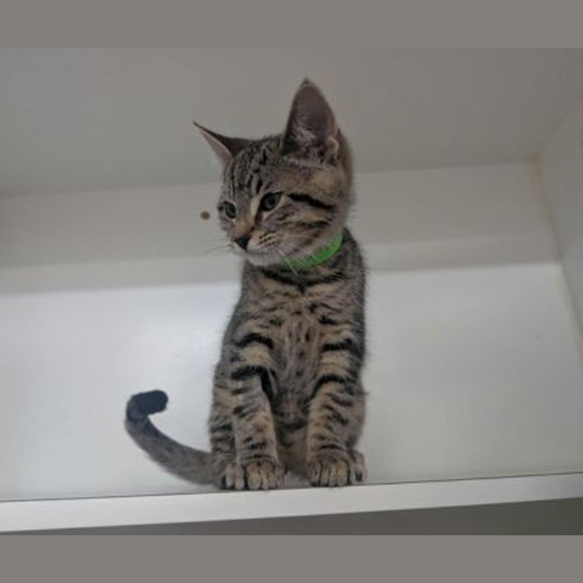 Photo of Guinness
