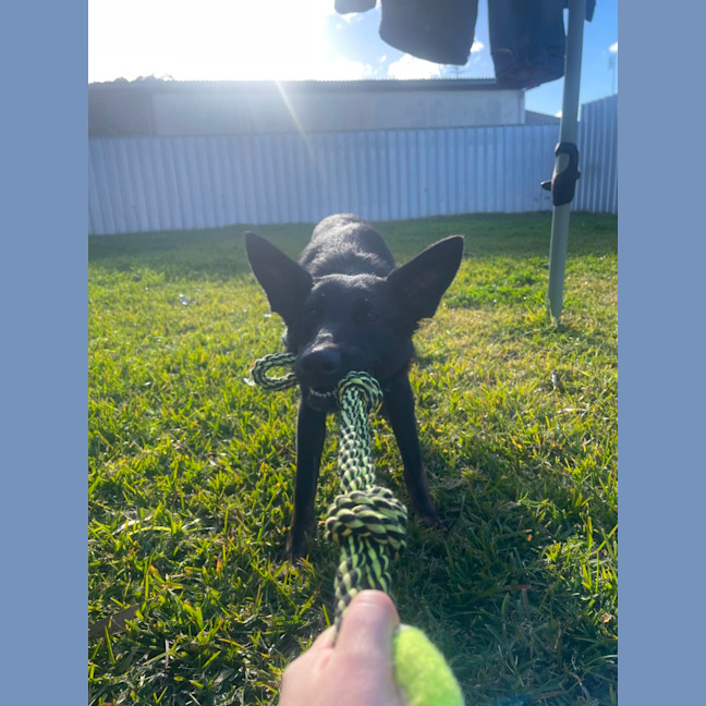 Photo of Sacha   1.5 Year Old German Shepherd (On Trial)