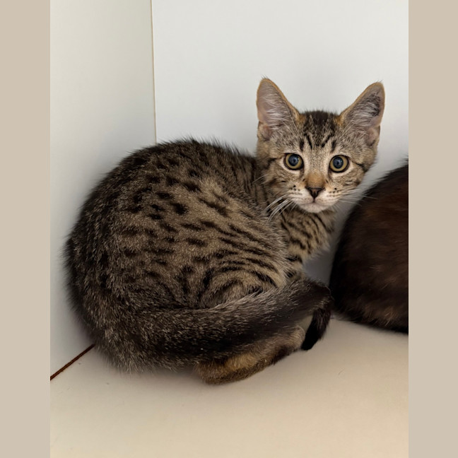 Photo of Pumpernickel