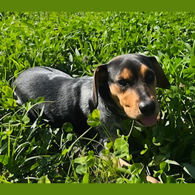 Photo of Mini   3 Year Old Beagle X Cattle Dog