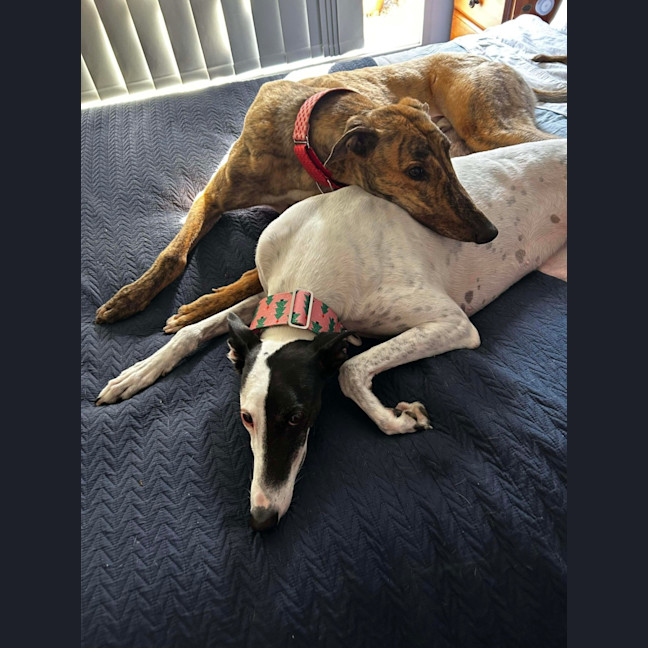 Photo of Richie The Greyhound 