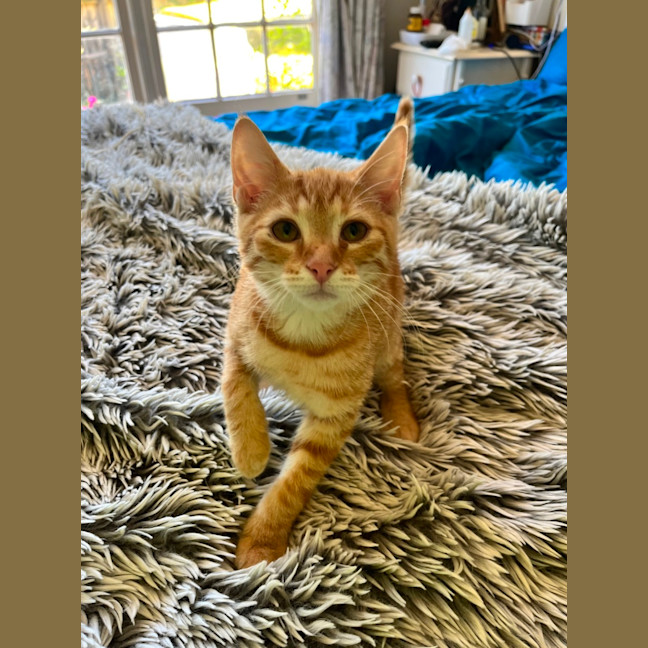 Photo of Benjamin Puddin *9 Lives Project Rescue*