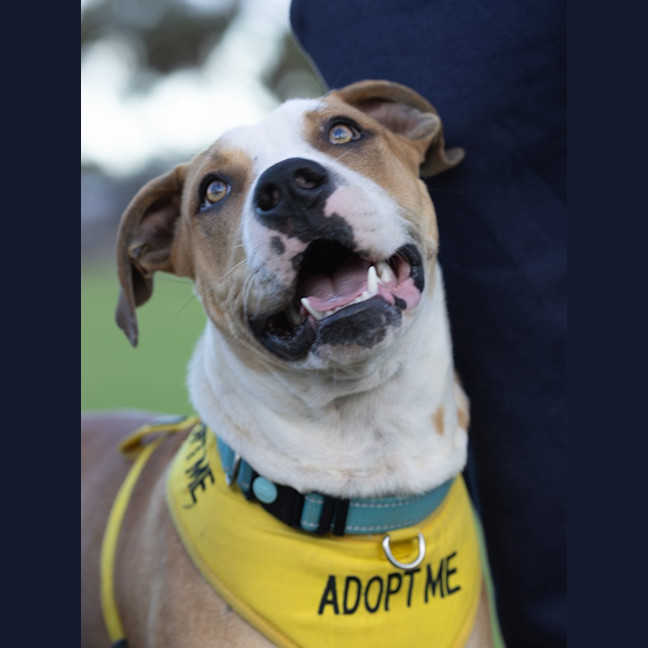 Photo of Bolt