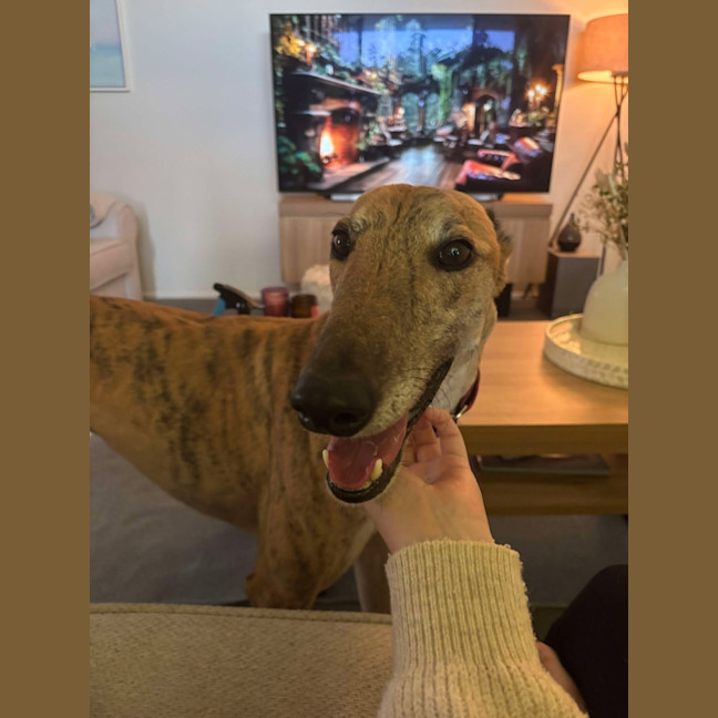 Photo of Spud, The Greyhound
