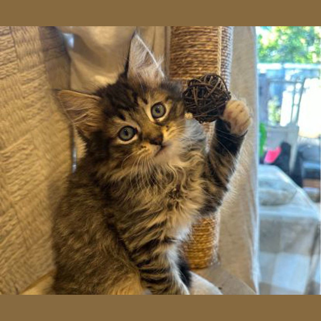 Photo of Shadow