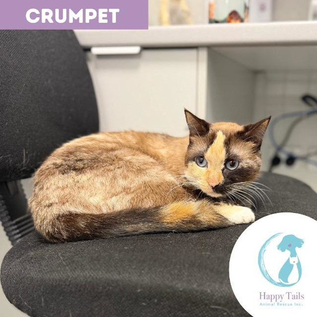 Photo of Crumpet