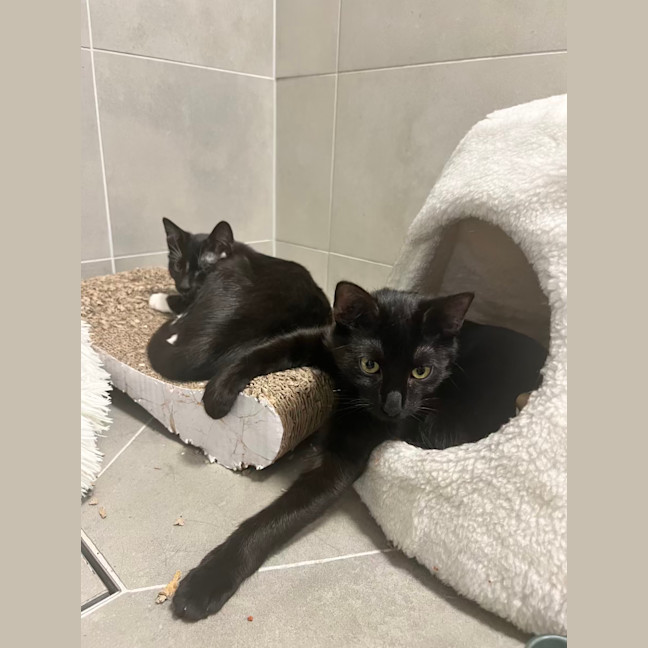 Photo of Midnight