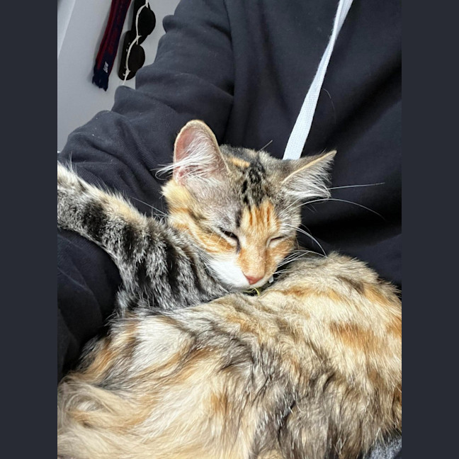 Photo of Honey