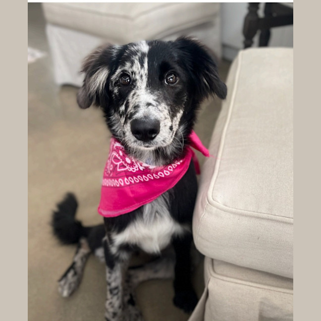 Photo of Winnie   8 Month Old Bordoodle