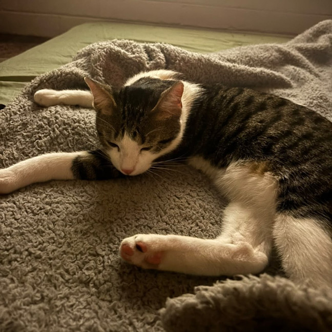 Photo of Mouse