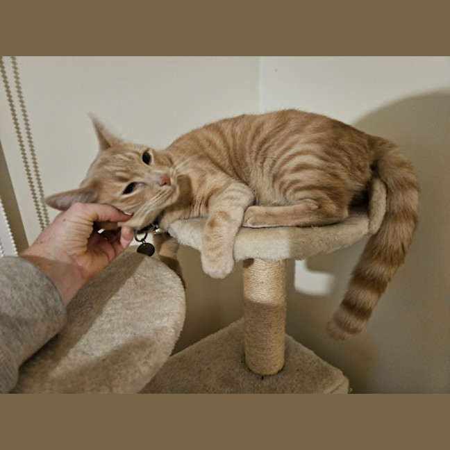 Photo of Milo
