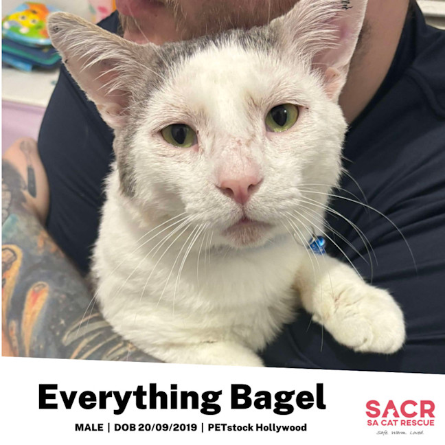 Photo of Everything Bagel