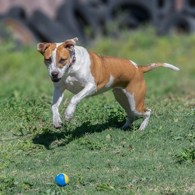 Photo of Rusty