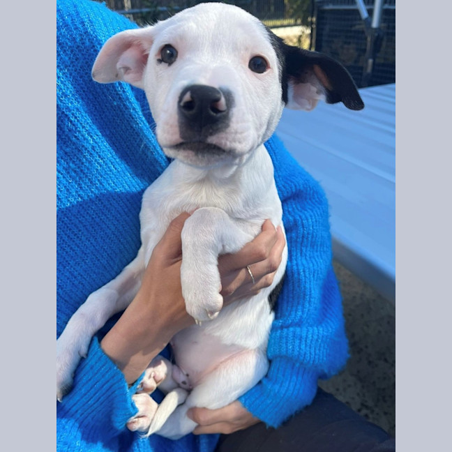 Photo of D1140 Micro