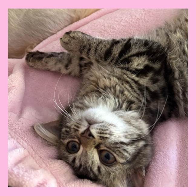 Photo of Pocket