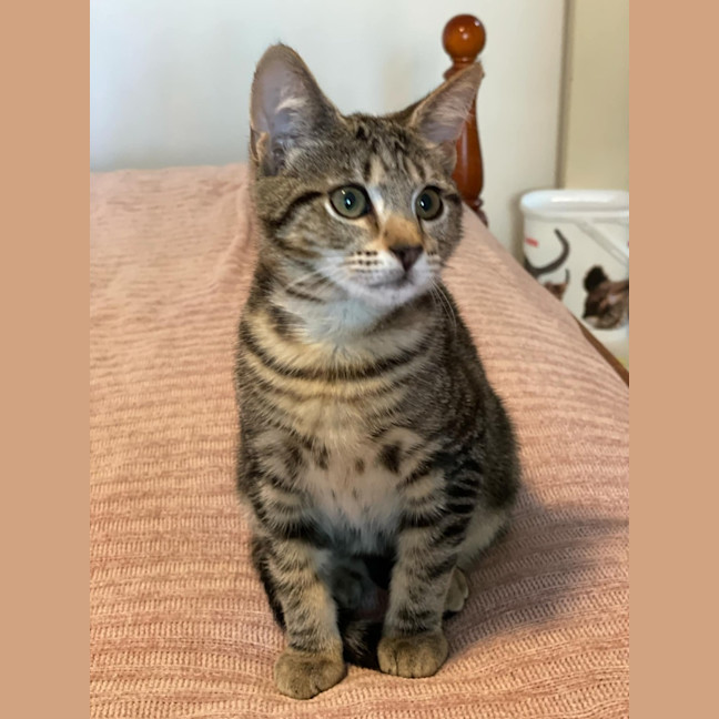 Photo of Chimon **2nd Chance Cat Rescue**