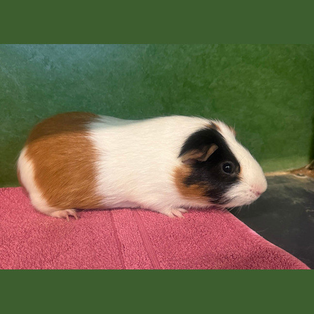 Photo of Luigi 