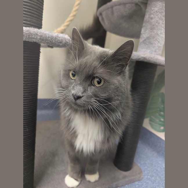 Photo of Lord Biscuit I I I