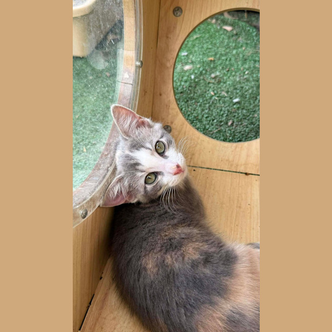 Photo of Lumi