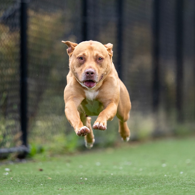 Photo of Nova Imp 2283