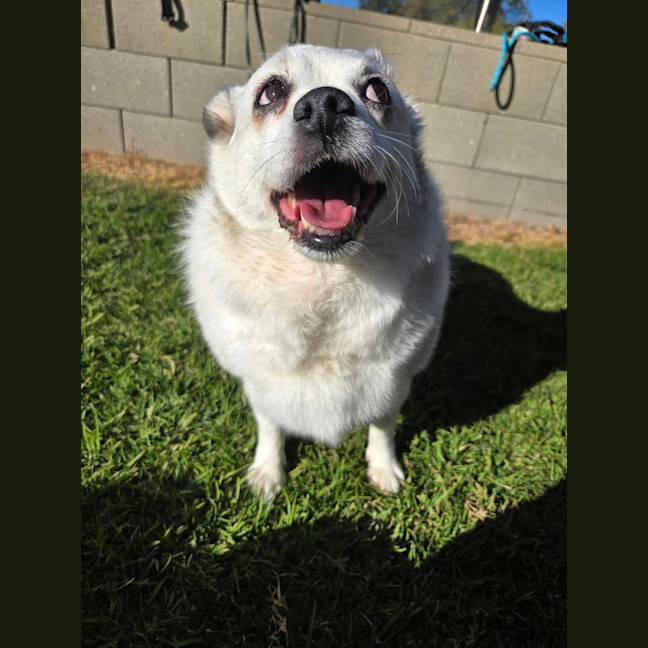 Photo of Rosie 